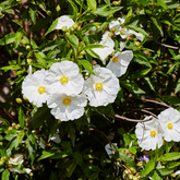 Organic Cistus Essential Oil 10ml